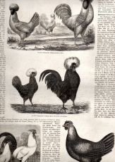 Poultromanie und Poultrologie in England.