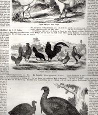 Poultromanie und Poultrologie in England.