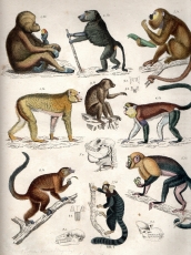 Zoologischer Hand-Atlas zum Schulgebrauch und Selbstunterricht,