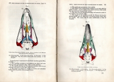 On the classification of birds;