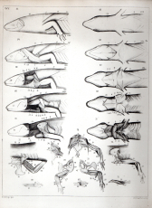 Die Knochen und Muskeln der Extremitäten bei den schlangenähnlichen Sauriern.