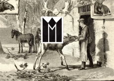 Junger Elch aus dem Berliner Zoologischen Garten.