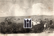 Eine Hirschjagd auf Java.