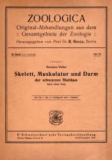 Skelett, Muskulatur und Darm der schwarzen Blattlaus Aphis fabae Scop.