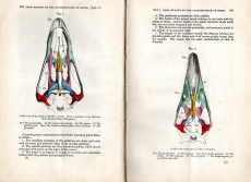 On the classification of birds;