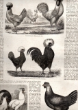 Poultromanie und Poultrologie in England.