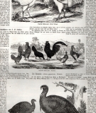 Poultromanie und Poultrologie in England.