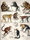 Zoologischer Hand-Atlas zum Schulgebrauch und Selbstunterricht,