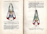 On the classification of birds;